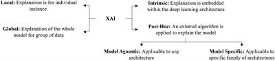 Explainable deep learning in plant phenotyping